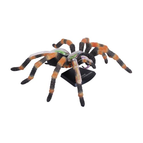 Об'ємні анатомічні моделі Об`ємна модель 4D Master Павук Тарантул