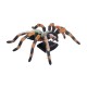 Об'ємні анатомічні моделі Об`ємна модель 4D Master Павук Тарантул
