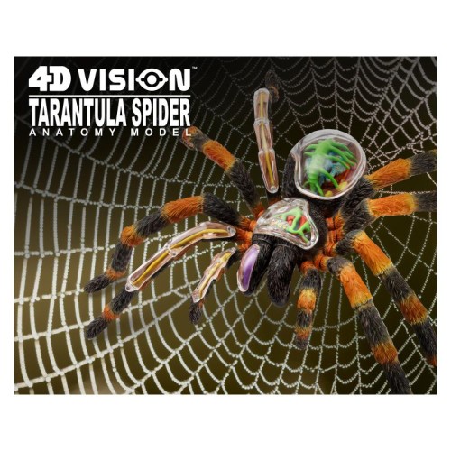 Об'ємні анатомічні моделі Об`ємна модель 4D Master Павук Тарантул