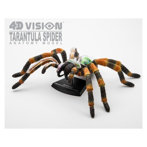 Об'ємні анатомічні моделі Об`ємна модель 4D Master Павук Тарантул
