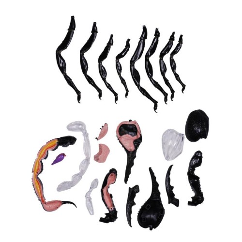 Об'ємні анатомічні моделі Об`ємна модель 4D Master Скорпіон