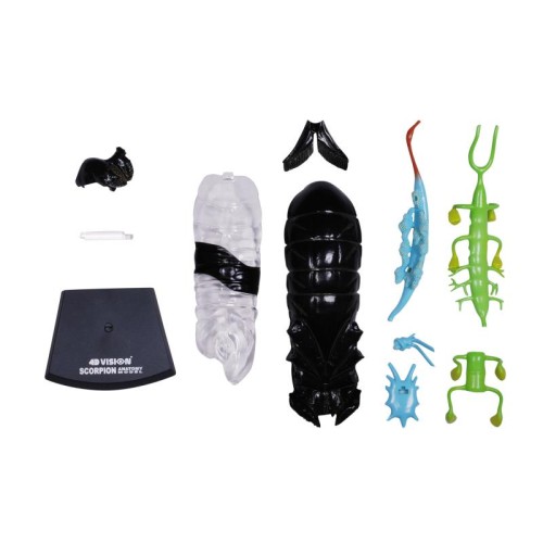Об'ємні анатомічні моделі Об`ємна модель 4D Master Скорпіон