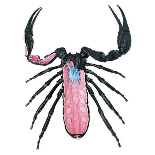 Об'ємні анатомічні моделі Об`ємна модель 4D Master Скорпіон