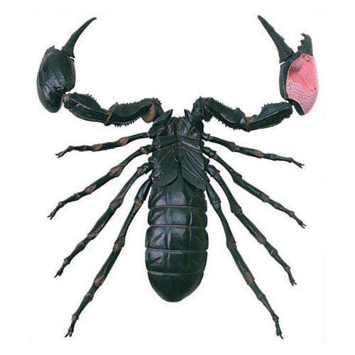 Об'ємні анатомічні моделі Об`ємна модель 4D Master Скорпіон