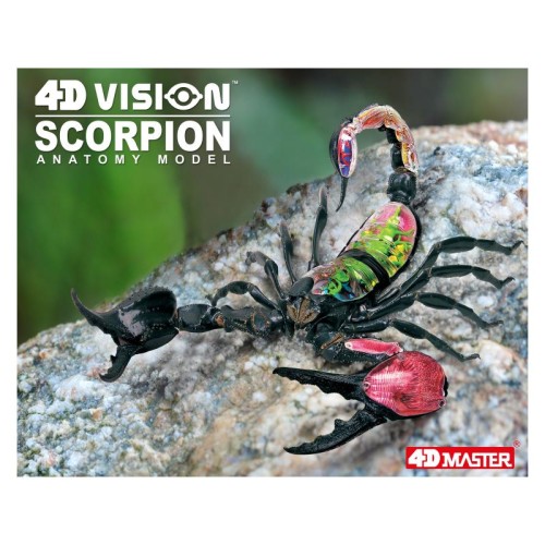 Об'ємні анатомічні моделі Об`ємна модель 4D Master Скорпіон