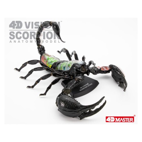 Об'ємні анатомічні моделі Об`ємна модель 4D Master Скорпіон
