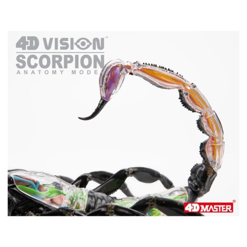 Об'ємні анатомічні моделі Об`ємна модель 4D Master Скорпіон