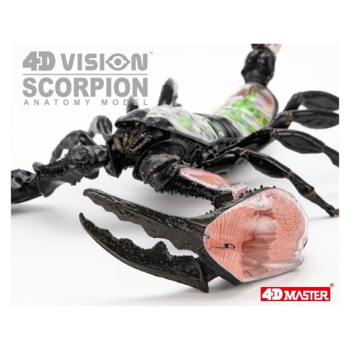 Об'ємні анатомічні моделі Об`ємна модель 4D Master Скорпіон