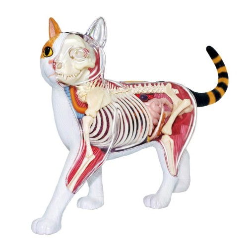 Об'ємні анатомічні моделі Об`ємна модель 4D Master Кіт