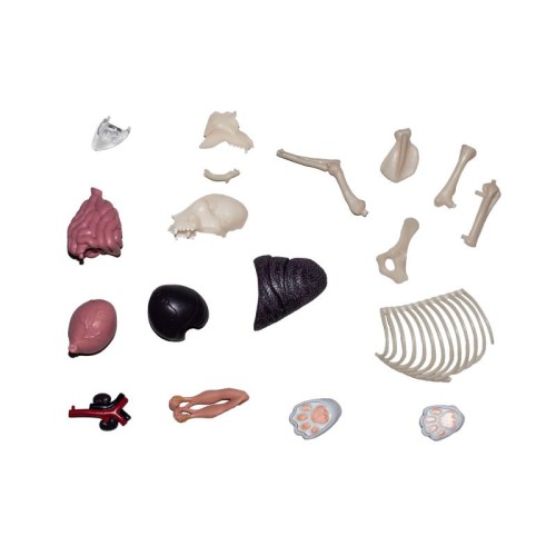 Об'ємні анатомічні моделі Об`ємна модель 4D Master Кіт