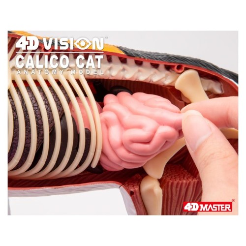 Об'ємні анатомічні моделі Об`ємна модель 4D Master Кіт