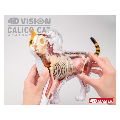 Об'ємні анатомічні моделі Об`ємна модель 4D Master Кіт