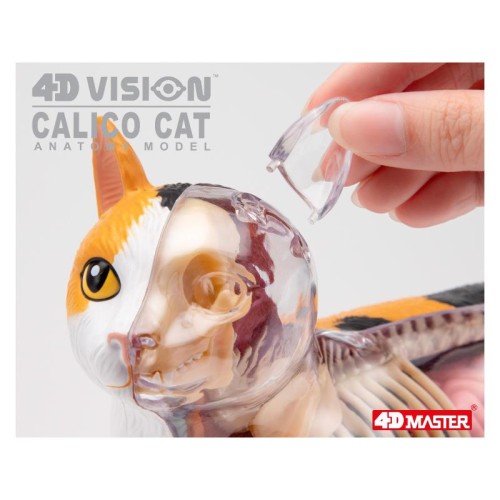 Об'ємні анатомічні моделі Об`ємна модель 4D Master Кіт