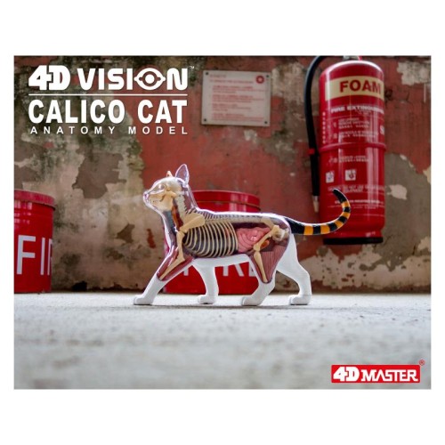 Об'ємні анатомічні моделі Об`ємна модель 4D Master Кіт