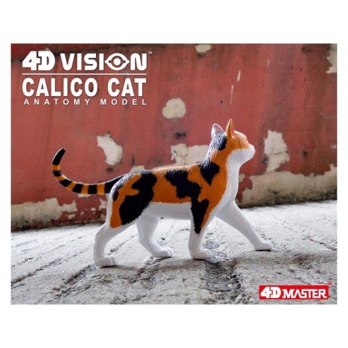 Об'ємні анатомічні моделі Об`ємна модель 4D Master Кіт