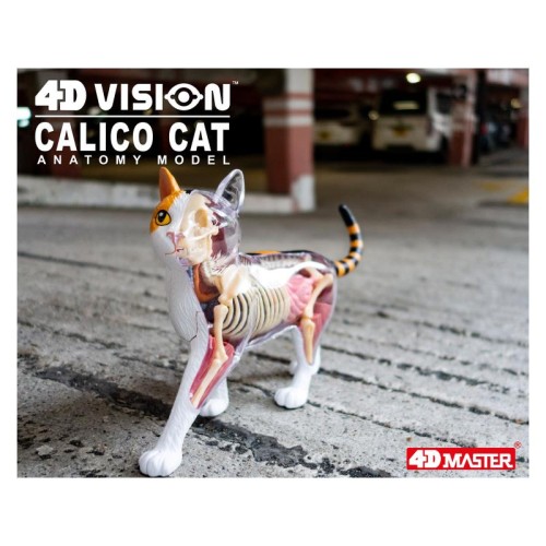 Об'ємні анатомічні моделі Об`ємна модель 4D Master Кіт