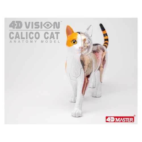 Об'ємні анатомічні моделі Об`ємна модель 4D Master Кіт