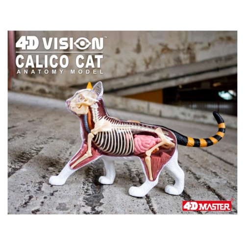 Об'ємні анатомічні моделі Об`ємна модель 4D Master Кіт