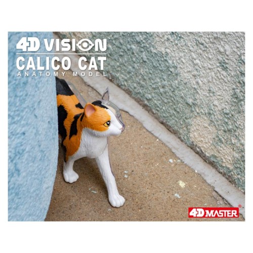 Об'ємні анатомічні моделі Об`ємна модель 4D Master Кіт