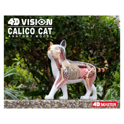 Об'ємні анатомічні моделі Об`ємна модель 4D Master Кіт