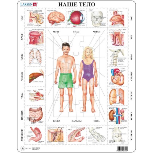 2D Пазли Пазл рамка-вкладиш LARSEN Наше тіло